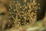Silver Argiope (<em>Argiope argentata</em>) hatchlings