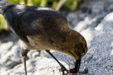 Great-tailed Grackle (<em>Quiscallus mexicanus</em>)