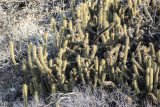 Golden Club Cactus (<em>Bergercactus emoryi</em>
