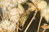 Green lynx spider (<em>Peucetia viridans</em>)