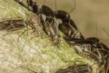 Bark Lice (<em>Cerastipsocus venosus</em>)