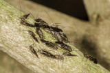 Bark Lice (<em>Cerastipsocus venosus</em>)