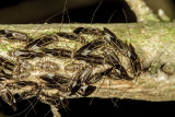 Bark Lice (<em>Cerastipsocus venosus</em>)