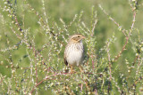 Savannahs Sparrow