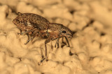 Fuller Rose Beetle (Pantomorus cervinus)