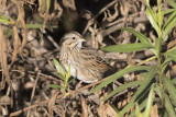 Lincolns Sparrow