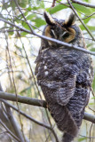 Long-eared Owl