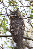 Long-eared Owl