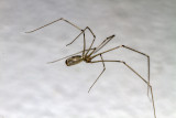 Daddy Long-legs Spider (<em>Pholcus phalangioides</em>)