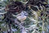 Black-throated Gray Warbler