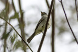 Gray Flycatcher