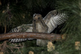 Great horned Owl