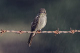 Gray Flycatcher