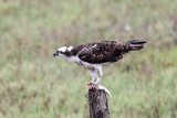 Osprey