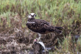 Osprey