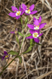 Canchalagua (<em>Centaurium venustum</em>)