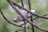 White-breasted Nuthatch