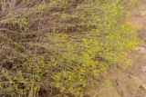 Graceful Tarplant (<em>Holocarpha virgata elongata</em>)