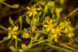 Graceful Tarplant (<em>Holocarpha virgata elongata</em>)