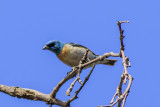 Lazuli Bunting