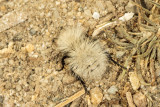 Sackens velvet ant, <em> Dasymutilla sackeni </em> - wingless female