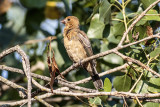 Lazuli Bunting