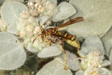 Common Paper Wasp (<em>Polistes exclamans</em>)