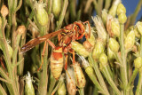 Common Paper Wasp (<em>Polistes exclamans</em>)