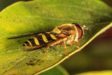 Hover Fly (<em>Eupeodes species</em>)