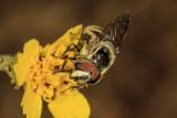 Hover Fly (<em>Eupeodes species</em>)