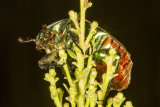 Green Fruit Beetle (<em> Cotinis mutabilis</em>)
