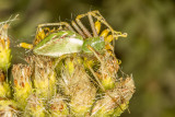 Green lynx spider (<em>Peucetia viridans</em>)
