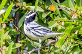 Black-throated Gray Warbler