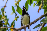 Black-throated Gray Warbler