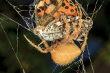 Tree Spider (<em>Araneus gemma</em>)