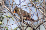 Northern Cardinal