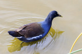 Common Moorhen