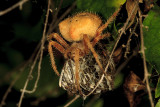 Tree Spider (<em>Araneus gemma</em>)