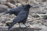 Northwestern Crow