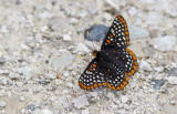 Baltimore Checkerspot _7MK6320.jpg