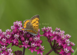 Bronze Copper female _7MK6486.jpg