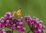 Bronze Copper female _7MK6489.jpg