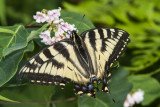 Canadian Tiger Swallowtail _7MK6635.jpg