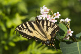 Canadian Tiger Swallowtail _7MK7050.jpg
