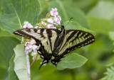 Canadian Tiger Swallowtail _7MK7781.jpg