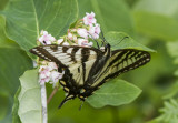 Canadian Tiger Swallowtail _7MK7782.jpg