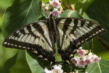 Canadian Tiger Swallowtail _7MK7818.jpg