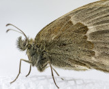 Common Ringlet _7MK5494c.jpg