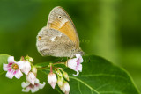 Common Ringlet _7MK5977.jpg