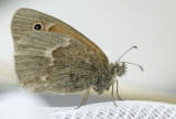 Common Ringlet _7MK5460.jpg